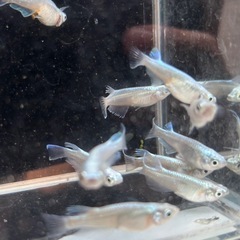 みゆきメダカ 【フルボディ】10匹の画像