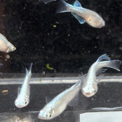 みゆきメダカ 【フルボディ】10匹の画像