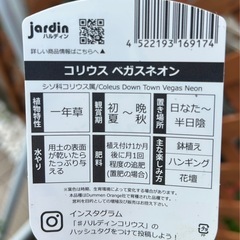 コリウス　ベガスネオン　１ポットの画像