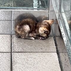 雨の中、一匹でうずくまっていた子猫の女の子【8月16日(土曜日)...