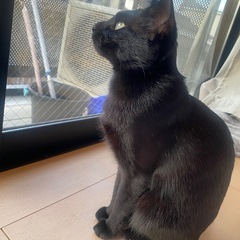 クロネコ