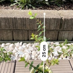 アベリア　1鉢の画像