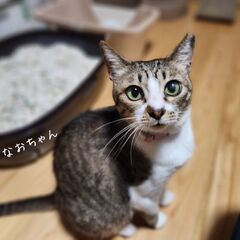 推定2～3歳　子育ても頑張りました！他の猫ちゃんとも仲良く…
