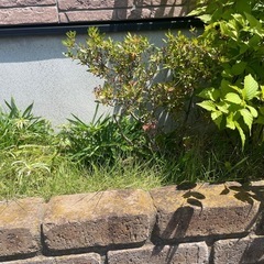 🟠無料🟠ツツジ　40cm程　花壇にうわってる状態ですの画像