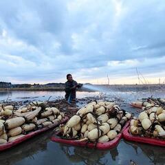 茨城県特産、霞ヶ浦蓮根、農家直売の画像