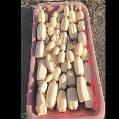 茨城県特産、霞ヶ浦蓮根、農家直売の画像