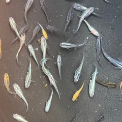 メダカ　約40匹くらいの画像