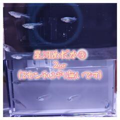 星河(せいが)めだか 稚魚～若魚 ①②1pr③2pr④未選別の画像