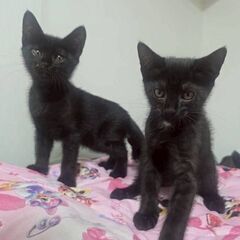 生後３ヶ月半位　赤ちゃんの時にママ猫と一緒に保護された元気…
