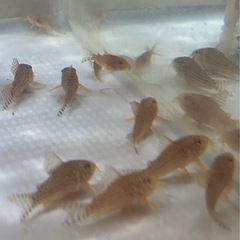 熱帯魚　コリドラスステルバイの画像