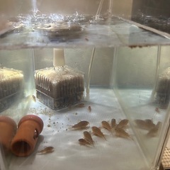 熱帯魚　コリドラスステルバイの画像