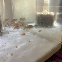 熱帯魚　コリドラスステルバイの画像