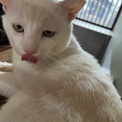 ⭐️金眼のシロ