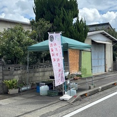 メダカ『明けの明星』10匹ぐらいの画像