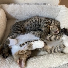 キジ兄妹の里親様を探しています（5月中旬生）
