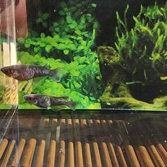 曜変天目の画像