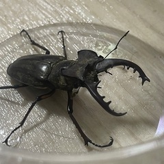 ミヤマクワガタ 天然採集WD 空知産 ♂69mm ♀37mm ペアの画像