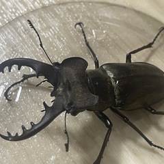 ミヤマクワガタ 天然採集WD 空知産 ♂69mm ♀37mm ペアの画像