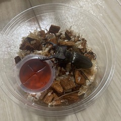 ミヤマクワガタ 天然採集WD 空知産 ♂69mm ♀37mm ペアの画像