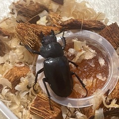 ミヤマクワガタ 天然採集WD 空知産 ♂69mm ♀37mm ペアの画像