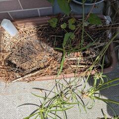 植木鉢　四角2つ　丸一つの画像