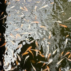 紅白めだか の画像