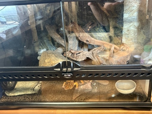 エキゾテラ　グラステラリウム4530 爬虫類ケージ