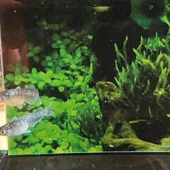 ミッドナイトフリル・体外光の画像