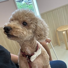 トイプードル　メス♀