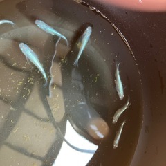 幹之メダカ メダカ
の画像