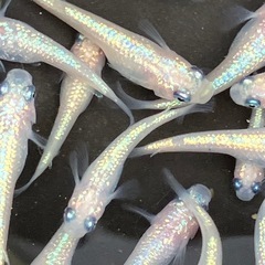 ピンチューン　メダカ　雌２０匹＋αの画像