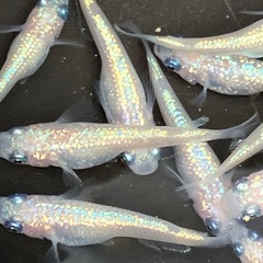 ピンチューン　メダカ　雌２０匹＋αの画像