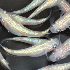 ピンチューン　メダカ　雌２０匹＋αの画像