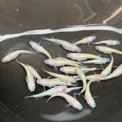 ピンチューン　メダカ　雌２０匹＋αの画像