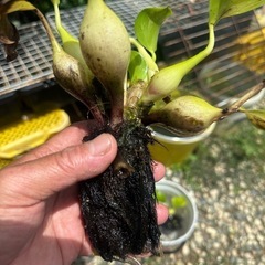 水草 ホテイアオイ 3株の画像