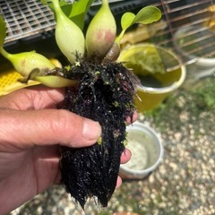 水草 ホテイアオイ 3株の画像