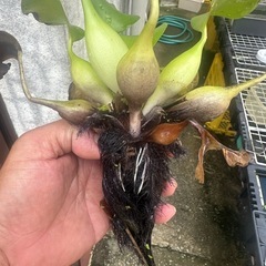 水草 ホテイアオイ 3株の画像