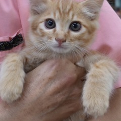 可愛い保護猫のちゃちゃくん