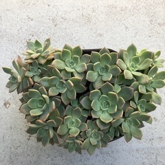 多肉植物・ピンクプリティ(8月末までの価格)の画像