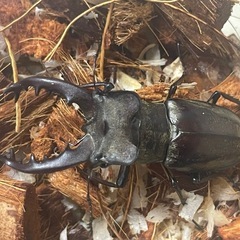 ミヤマクワガタ♂ 63mm 天然採集 WD空知産 の画像