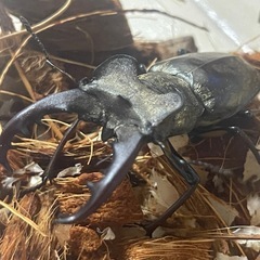 ミヤマクワガタ♂ 63mm 天然採集 WD空知産 の画像