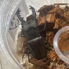 ミヤマクワガタ♂ 63mm 天然採集 WD空知産 の画像