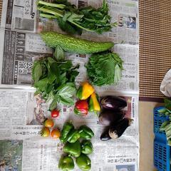 無農薬野菜　①の画像