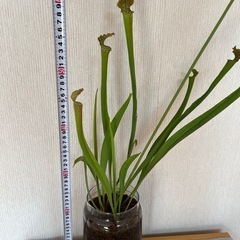 サラセニア (食虫植物)の画像