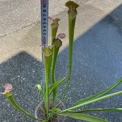 サラセニア (食虫植物)の画像
