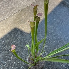 サラセニア (食虫植物)の画像