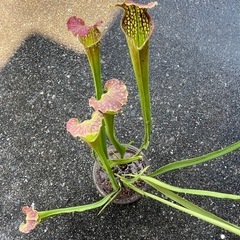 サラセニア (食虫植物)の画像