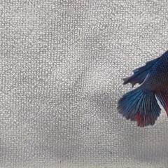 【自家繁殖】熱帯魚 稚魚ベタ 闘魚の画像