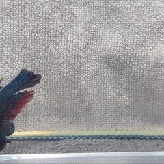 【自家繁殖】熱帯魚 稚魚ベタ 闘魚の画像
