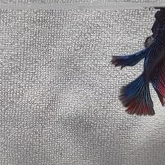 【自家繁殖】熱帯魚 稚魚ベタ 闘魚の画像